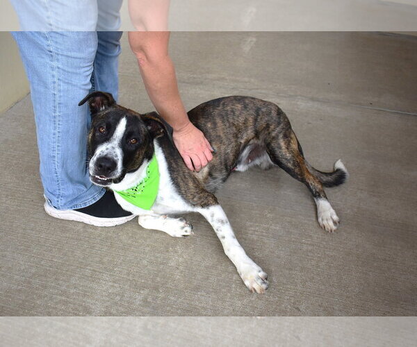 Medium Photo #3 Boxer-Unknown Mix Puppy For Sale in McKinney, TX, USA