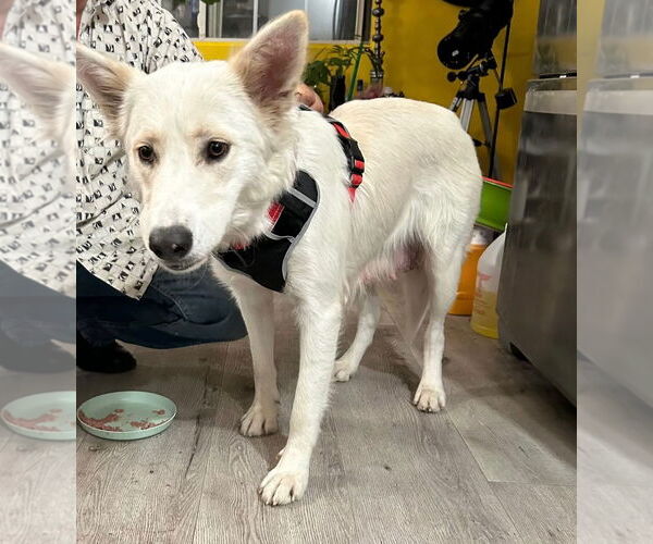 Medium Photo #1 Carolina Dog-Unknown Mix Puppy For Sale in Woodland Hills, CA, USA