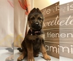 Small Photo #45 German Shepherd Dog Puppy For Sale in UNIVERSITY PL, WA, USA