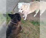 Small #1 Labrador Retriever