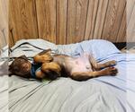 Small #2 Doberman Pinscher