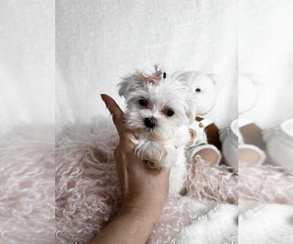 Medium Photo #9 Maltese Puppy For Sale in HOUSTON, TX, USA