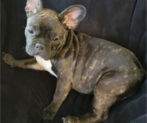 French Bulldog Puppy for Sale in OMAHA, Nebraska USA