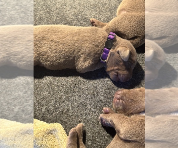 Medium Photo #3 Labrador Retriever Puppy For Sale in MODESTO, CA, USA