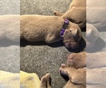 BREWERS LARA - Female Labrador Retriever Puppy for Sale - Photo #3