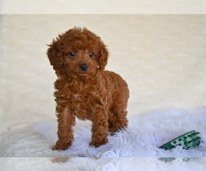Cock-A-Poo Puppy for sale in MILLERSBURG, OH, USA