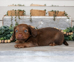 Small #2 Dachshund