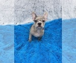 Small #3 French Bulldog