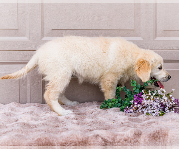Medium Photo #12 English Cream Golden Retriever Puppy For Sale in WAKARUSA, IN, USA