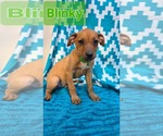 Blinky- pac man litter - Male Chihuahua-Unknown Mix Dog for Adoption - Small photo