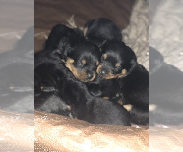 Medium Photo #1 Rottweiler Puppy For Sale in WILLINGTON, CT, USA