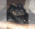 Small Rottweiler