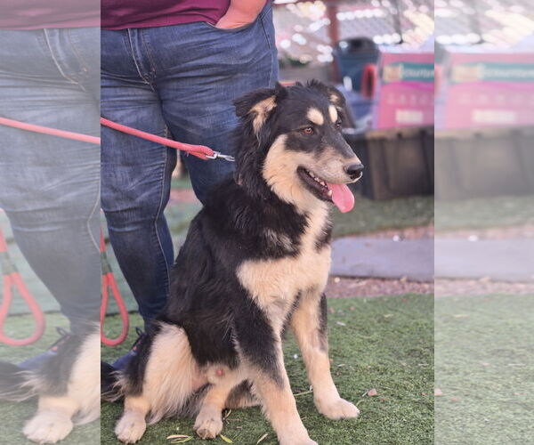 Medium Photo #3 German Shepherd Dog-Huskies  Mix Puppy For Sale in Chandler, AZ, USA