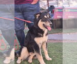 Small #2 German Shepherd Dog-Huskies  Mix