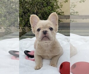 French Bulldog Puppy for Sale in PASADENA, California USA