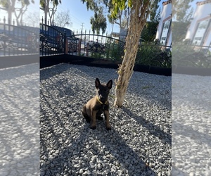 Belgian Malinois Puppy for sale in LONG BEACH, CA, USA