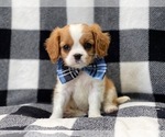 Small Photo #4 Cavalier King Charles Spaniel Puppy For Sale in LAKELAND, FL, USA