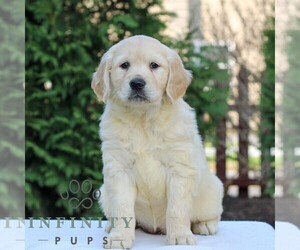 Golden Retriever Puppy for sale in MANHEIM, PA, USA
