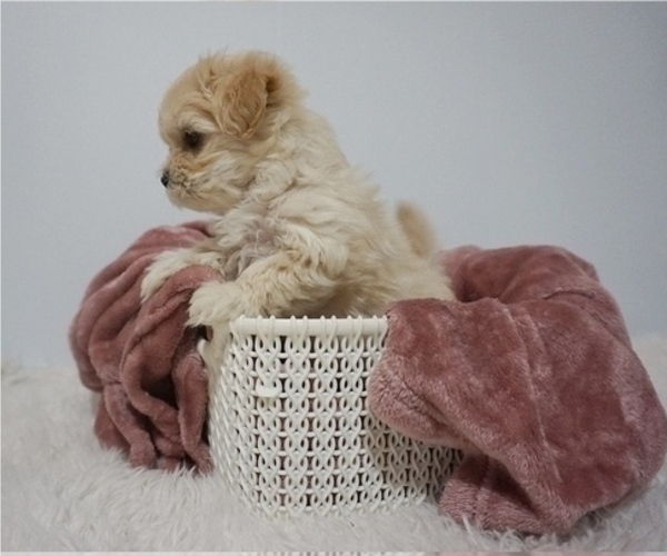 Medium Photo #2 Maltese Puppy For Sale in PORTLAND, OR, USA