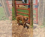 Small #5 Retriever  Mix