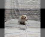 Small #1 Maltipoo