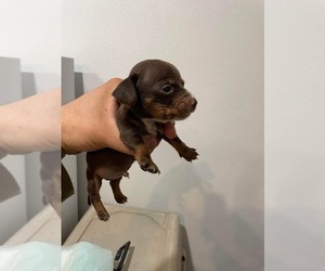 Dachshund Puppy for sale in DEL VALLE, TX, USA