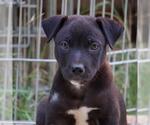 Small #2 Labrador Retriever Mix