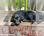 Small Photo #6 Labrador Retriever Puppy For Sale in MARIETTA, GA, USA