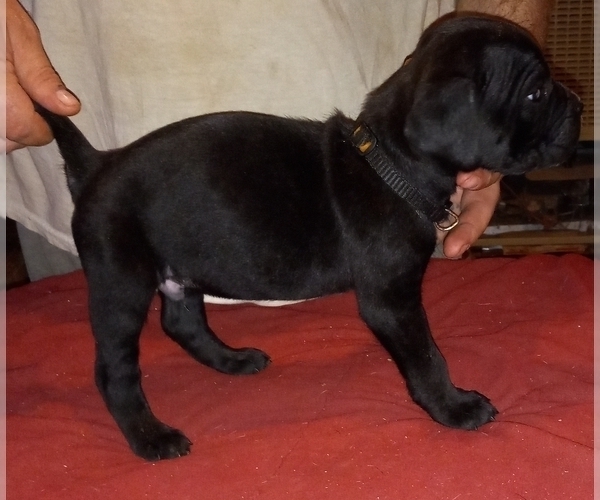Medium Photo #9 Cane Corso Puppy For Sale in GRENVILLE, NM, USA