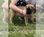 Puppy black Mastiff