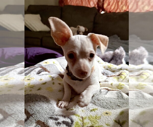 Medium Photo #4 Chihuahua-Unknown Mix Puppy For Sale in Brewster, NY, USA