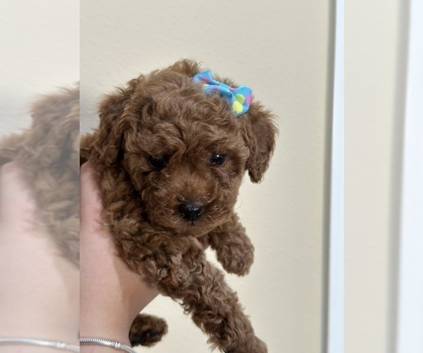 Medium Photo #23 Poodle (Toy) Puppy For Sale in NORTH HILLS, CA, USA