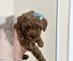 Small Photo #23 Poodle (Toy) Puppy For Sale in NORTH HILLS, CA, USA