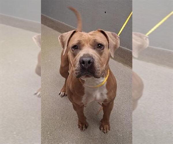 Medium Photo #1 Mutt Puppy For Sale in Las Vegas, NV, USA