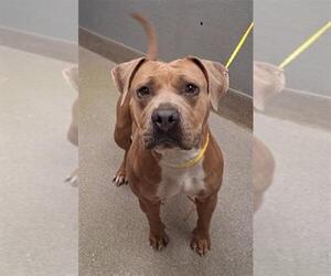 Mutt Dogs for adoption in Las Vegas, NV, USA