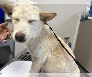 Huskies -Unknown Mix Dogs for adoption in Visalia, CA, USA