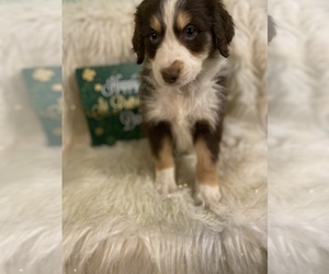 Aussiedoodle Puppy for sale in BEECH GROVE, IN, USA
