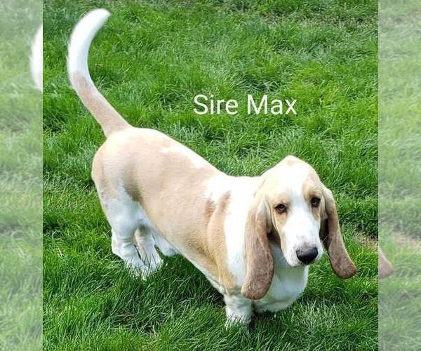 Medium Photo #1 Basset Hound Puppy For Sale in WILSONVILLE, OR, USA