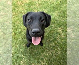 Labrador Retriever-Unknown Mix Dogs for adoption in San Diego, CA, USA