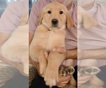Small #14 Golden Retriever
