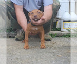 Puppy 2 American Bully