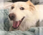 Small #2 Great Pyrenees Mix