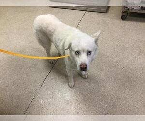 Siberian Husky Dogs for adoption in Riverside, CA, USA