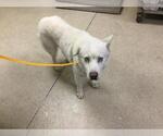 YETI - Male Siberian Husky Dog for Adoption - Small photo
