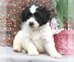 Small Photo #3 Poodle (Miniature)-Shorkie Tzu Mix Puppy For Sale in GORDONVILLE, PA, USA