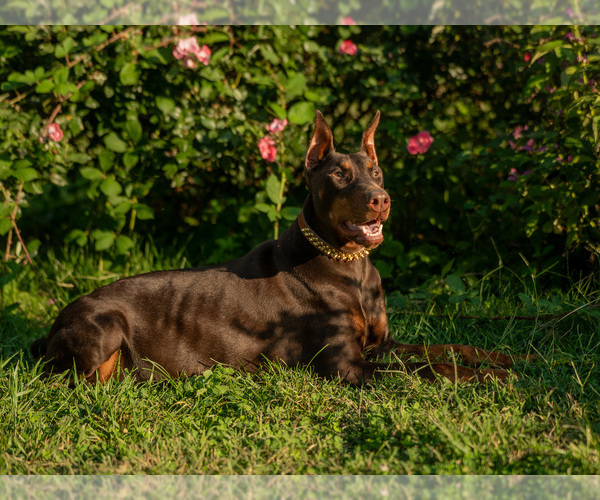 Medium Photo #1 Doberman Pinscher Puppy For Sale in RIVERDALE, MD, USA