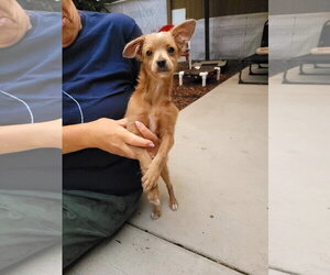 Latte - Male Chihuahua-Unknown Mix Dog for Adoption - Photo #3