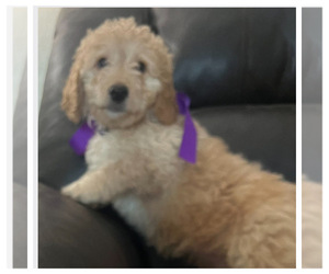 Goldendoodle (Miniature) Puppy for Sale in POLK CITY, Florida USA