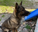 Small Photo #1 German Shepherd Dog Puppy For Sale in BUENA, NJ, USA