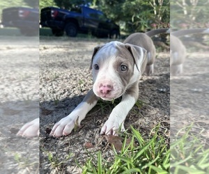 American Bully Puppy for sale in HUNTSVILLE, AL, USA